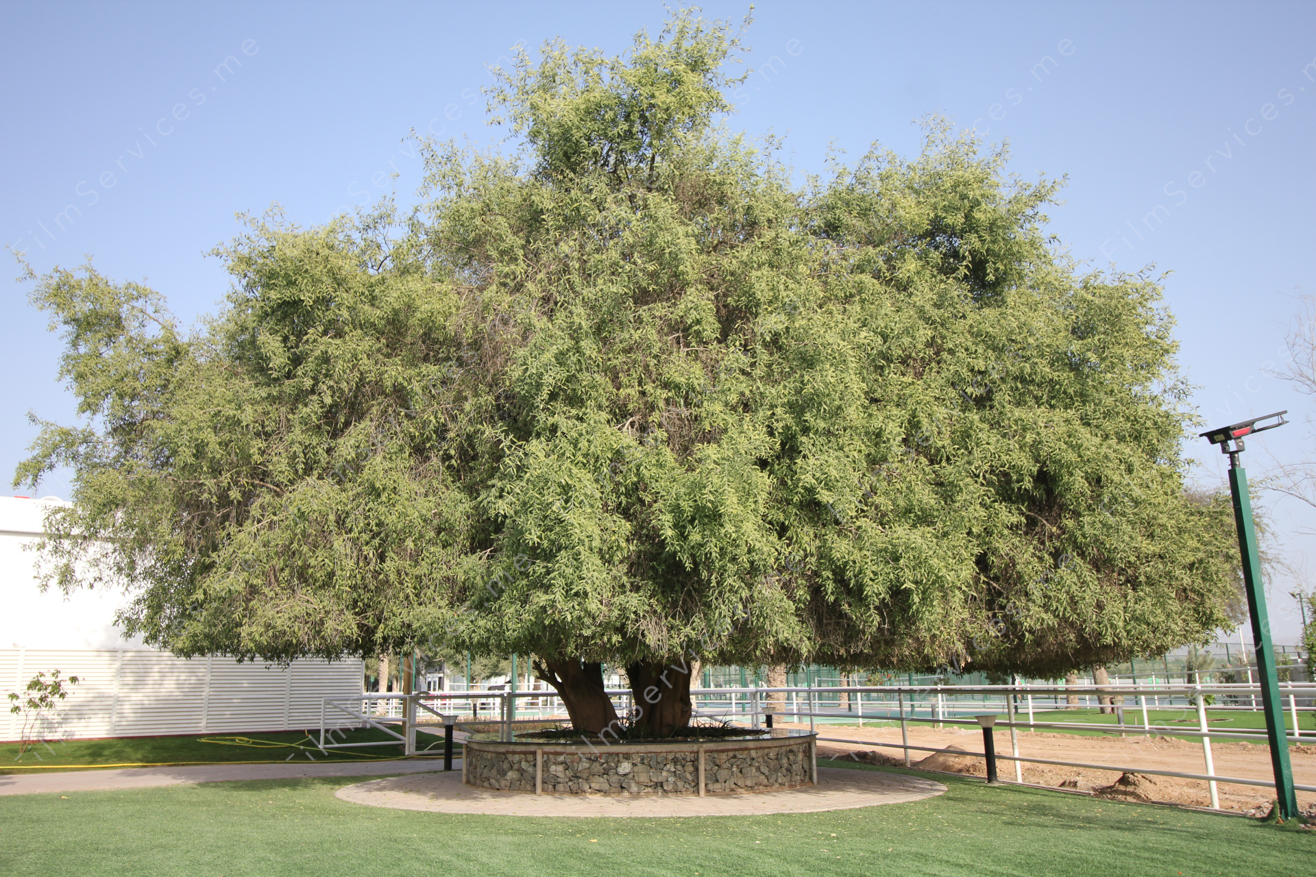 800 year old tree